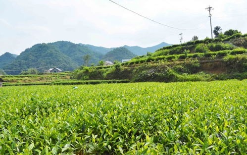 高值化農產品 問策湖湘，科技賦能深度貧困村產業扶貧新路徑