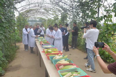 第十屆中國(武清)北方鮮食玉米大會圓滿落幕，科技創新引領鮮食玉米產業新篇章